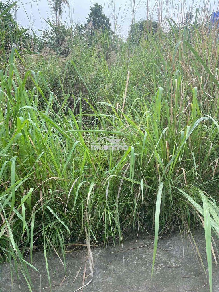 Cần bán đất - 4