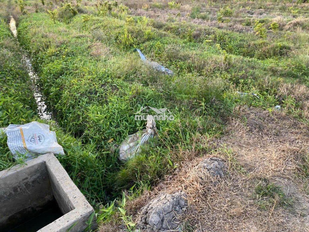Bán đất lúa khu nhơn thạnh trung, ô tô vào tới đất, thông dt833 - 3