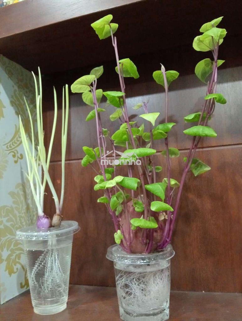 Bán nhà đẹp ở ngay 1 xẹt hẻm 92 đất thánh tân bình  - 3