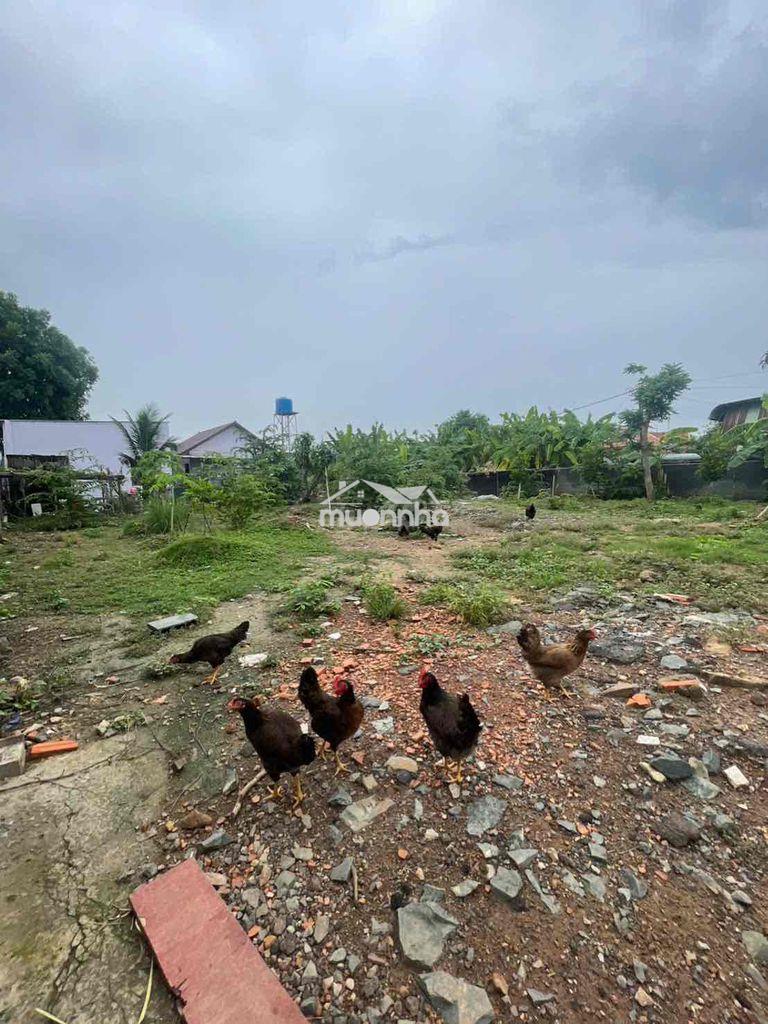 Bán 1000m có 100m thổ cư phường tân vạn - 3