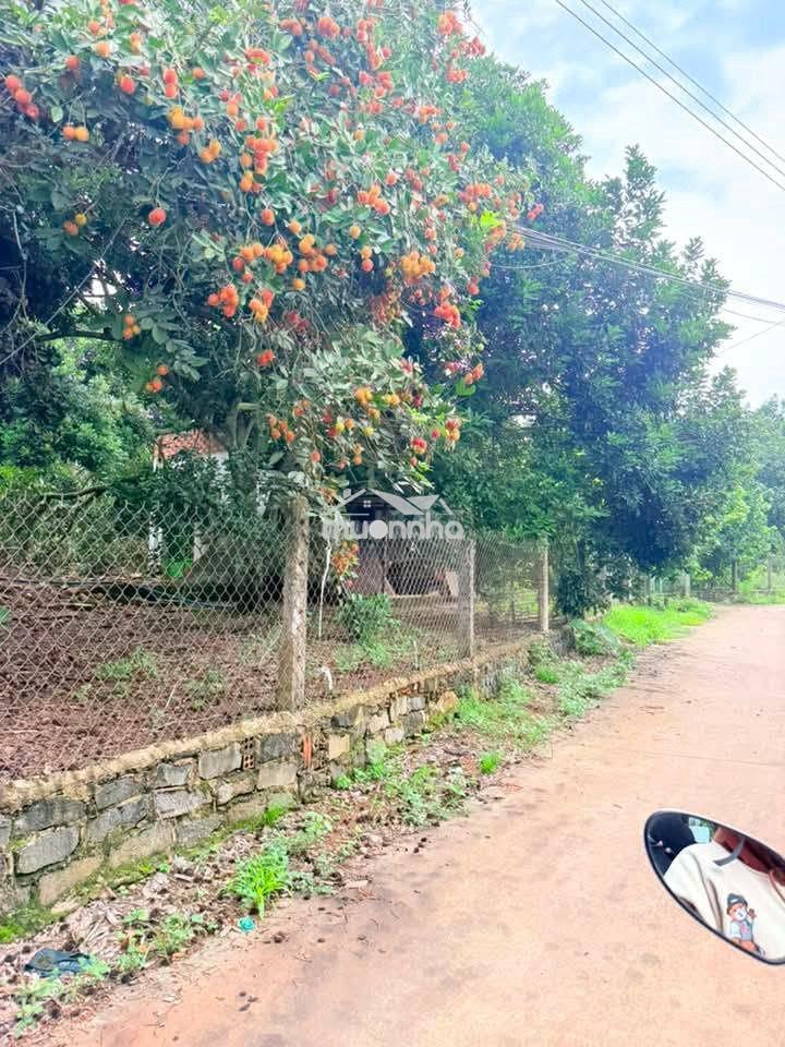 🌳Bán gấp vườn chôm chôm ngon gần ngã tư dầu giây – giá chỉ 1,2 tỷ/sào🍃