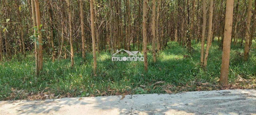 Đất trồng cây hằng năm không ngập lụt, 413m2 ngang rộng 14m - 4