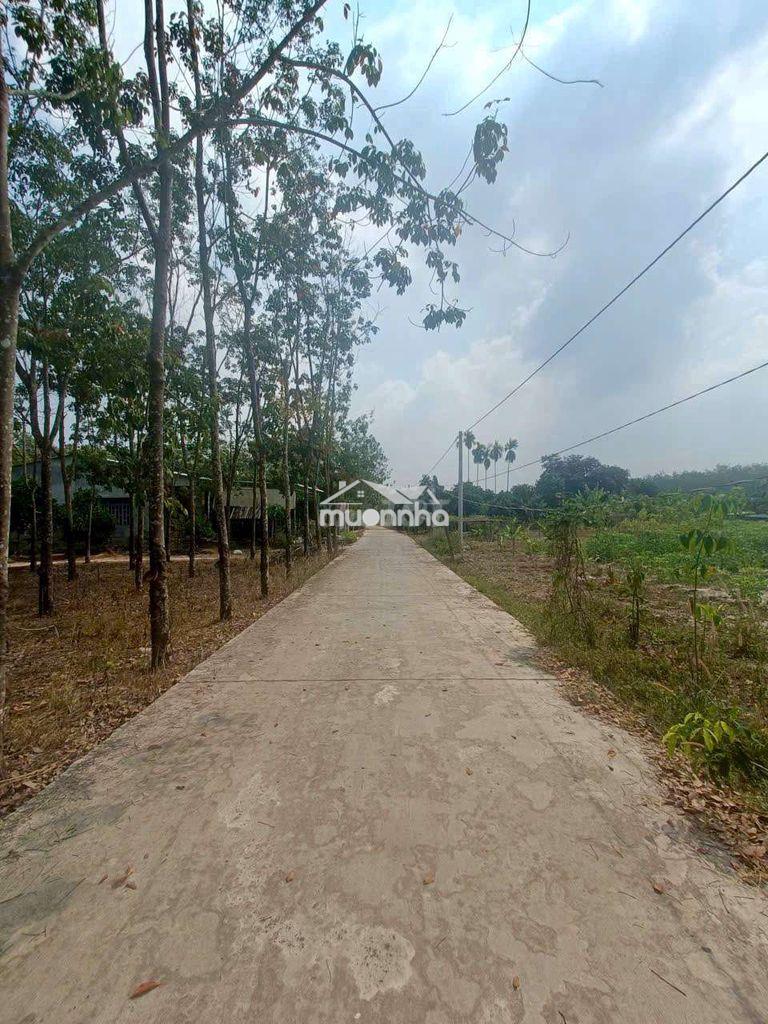 Bán lô đất hẻm xe hơi thị xã chơn thành , 5.06×38 , 190m2 . 598 triệu - 2