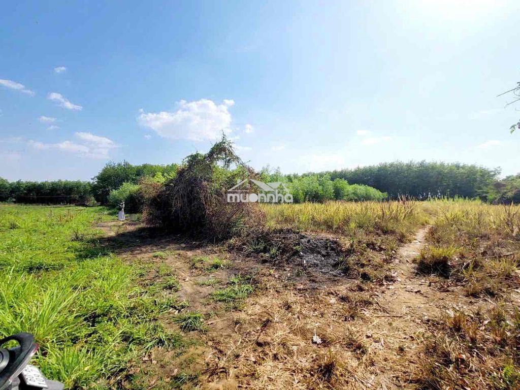 Cho thuê đất 5.000m2 - bình lợi - vĩnh cửu - giá: 10tr - 2