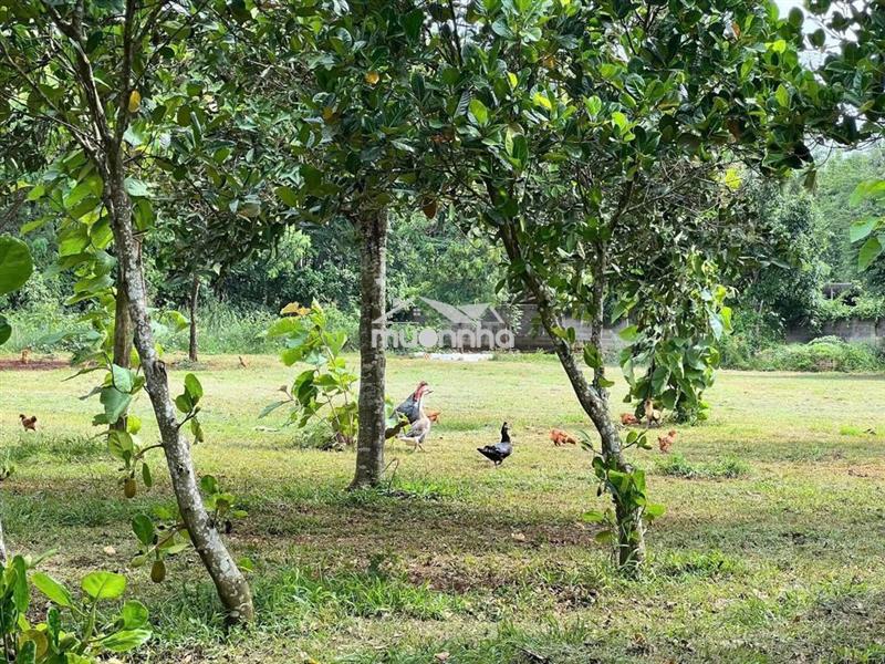 🔥Lô đất vườn  cây ăn trái bốn mùa tại gần dầu giây  giá chỉ 1.3 tỷ/sào