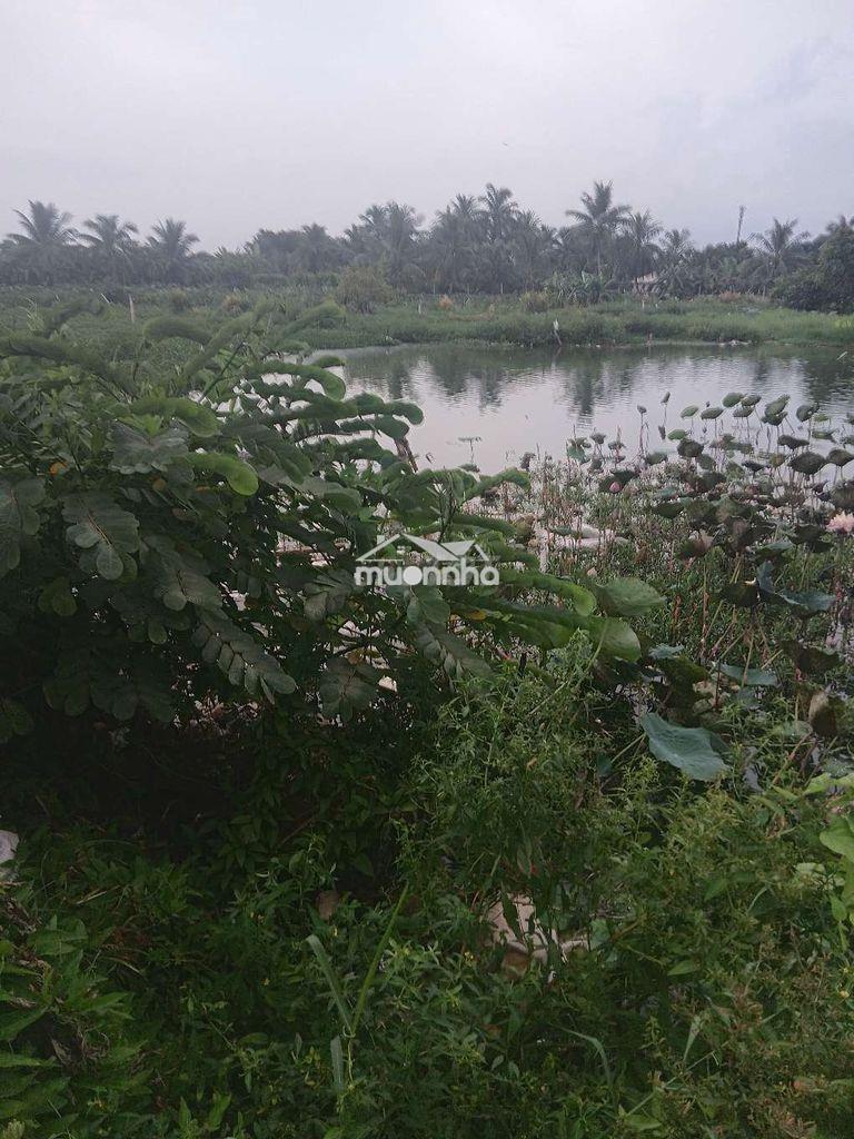 Đất nông nghiệp ,1870/5 đường tỉnh lộ10 gần cầu tân tạo - 2