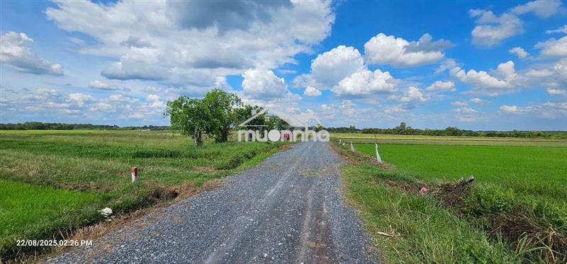 1.1ha lúa - 80m mặt tiền đường nhựa 819