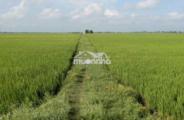 Cần bán 51 công - đất trồng lúa 2 vụ...tân lập - tịnh biên - an giang