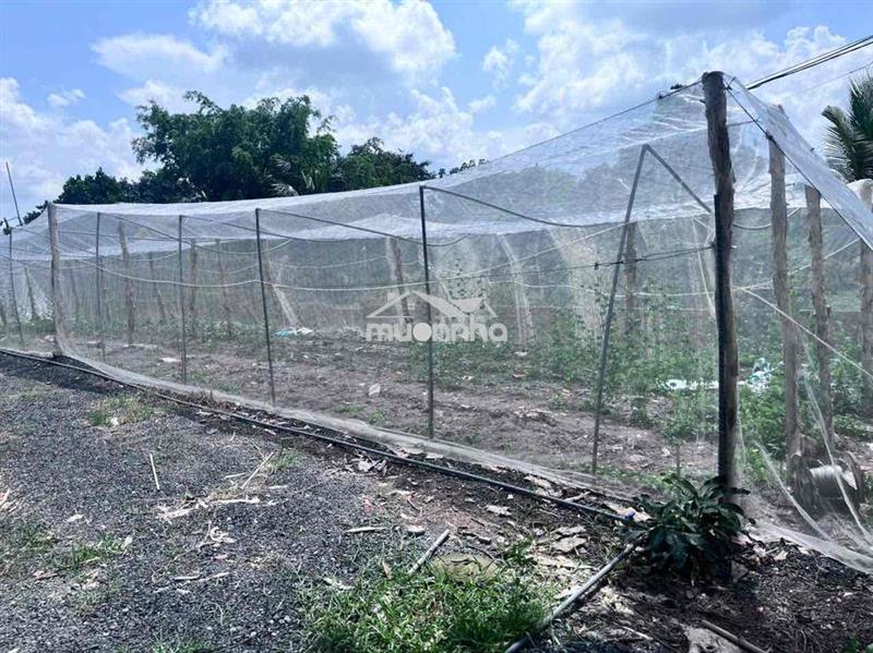 Bán đất bình chánh 2000m2 kênh 5. sau trường tiểu học bình lợi