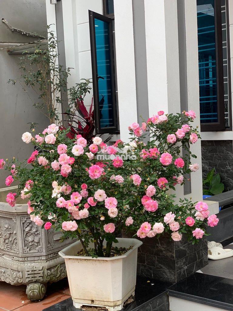 Cho thuê 3 phòng ngủ, full nội thất, giá 10 triệu/tháng. bao giá tốt