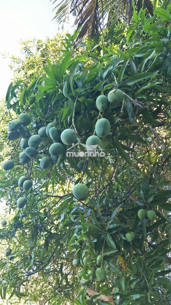 🌿 Chỉ 689 triệu sở hữu ngay 1.328m² đất vườn trái cây ven hồ -qh đất ở - 2