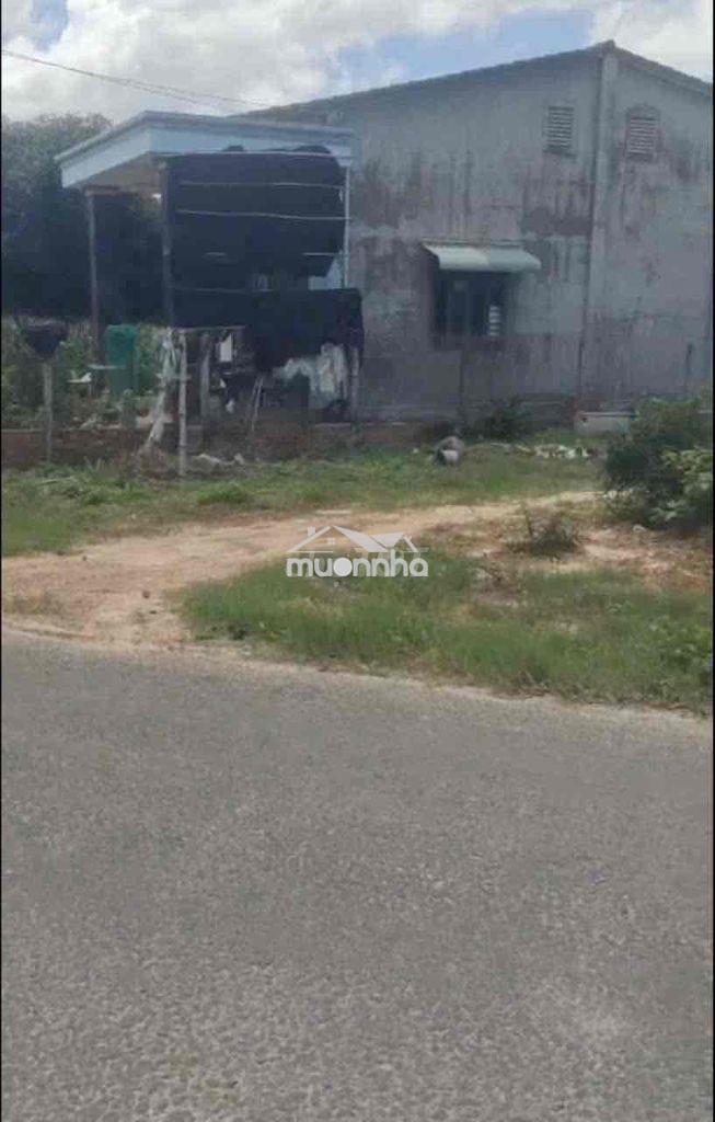 Gần 4 công 1 đất đường nhựa 16-16 dương minh châu, chỉ 4 tỷ hết đất - 2