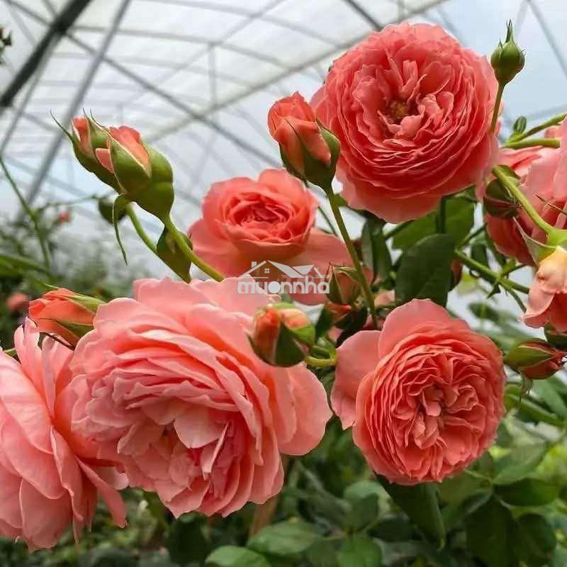 Cho thuê phòng trọ dĩ an,ngay khu công nghiệp sóng thần