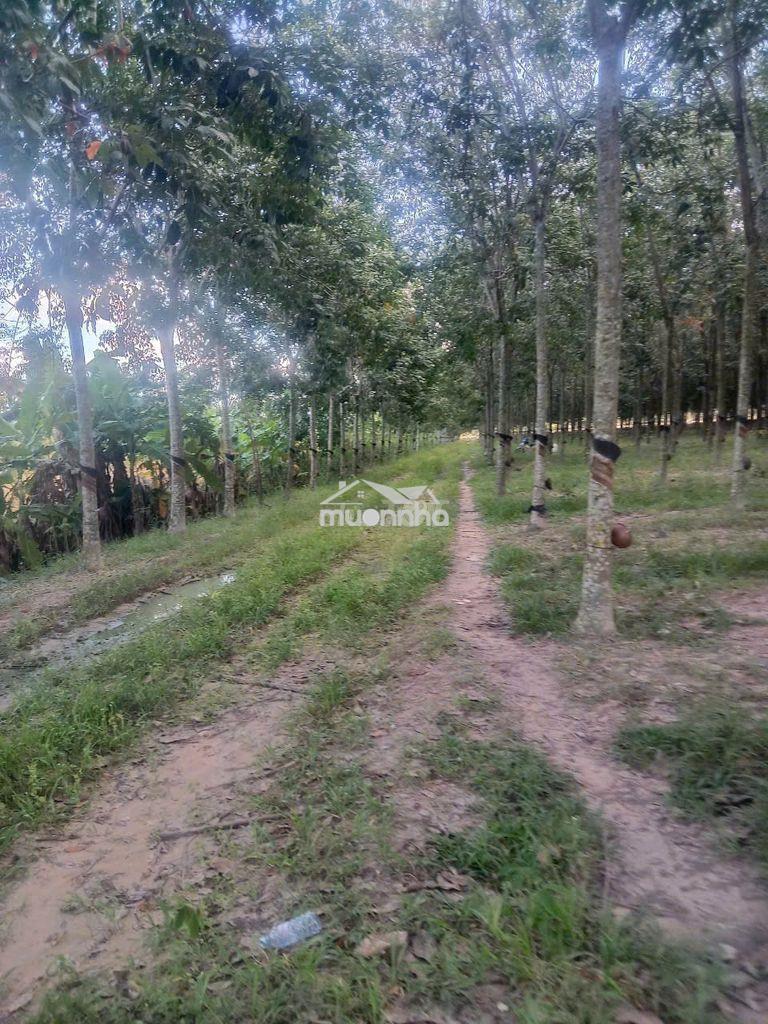 Cần bán 5 héc ta (50000m2) đất cao su đang cạo, xã tân hoà, tây ninh - 3