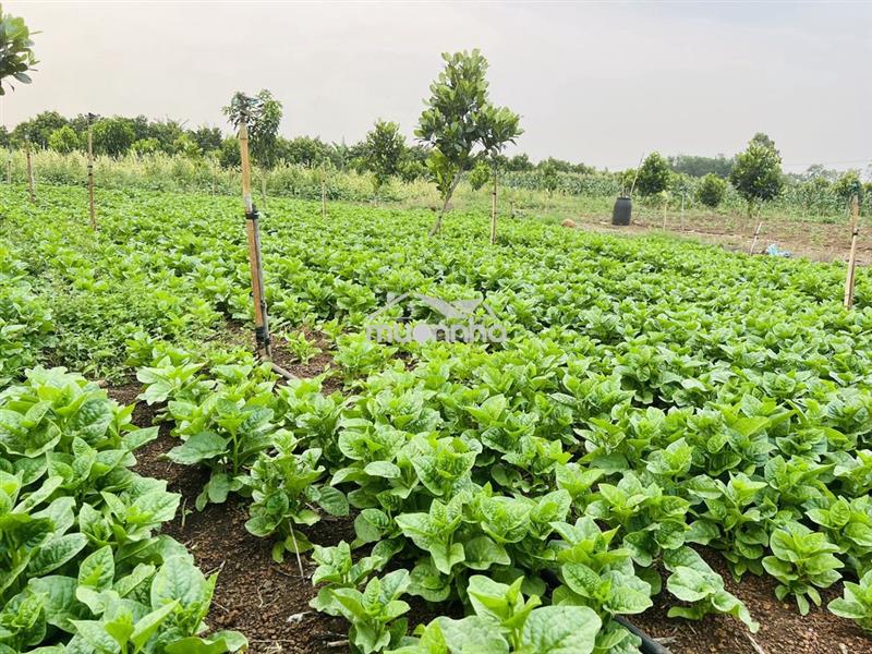 Bán đất vườn 1005m2 giá chỉ 450 triệu, đường ô tô, sổ riêng