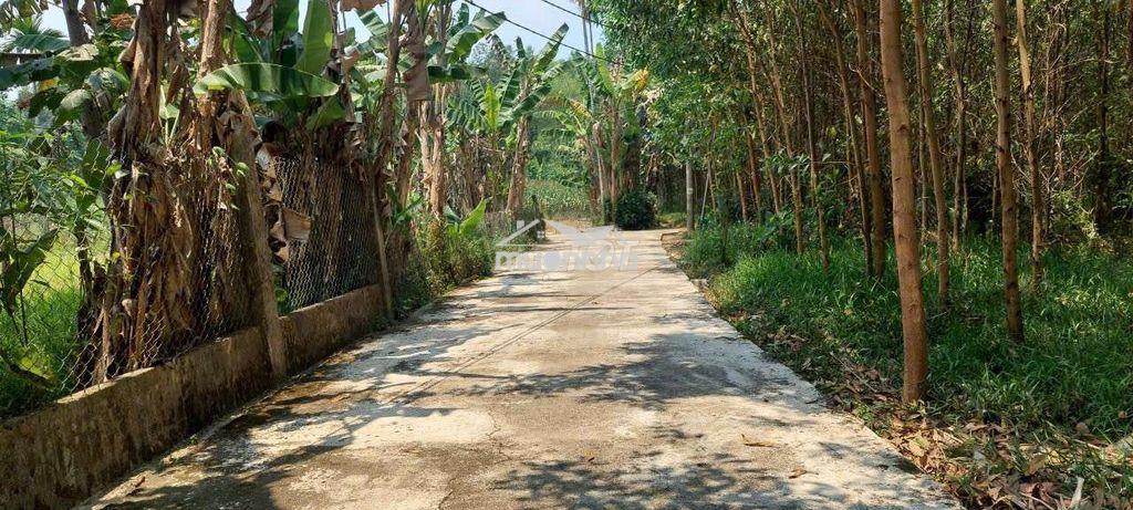 Đất trồng cây hằng năm không ngập lụt, 413m2 ngang rộng 14m - 3