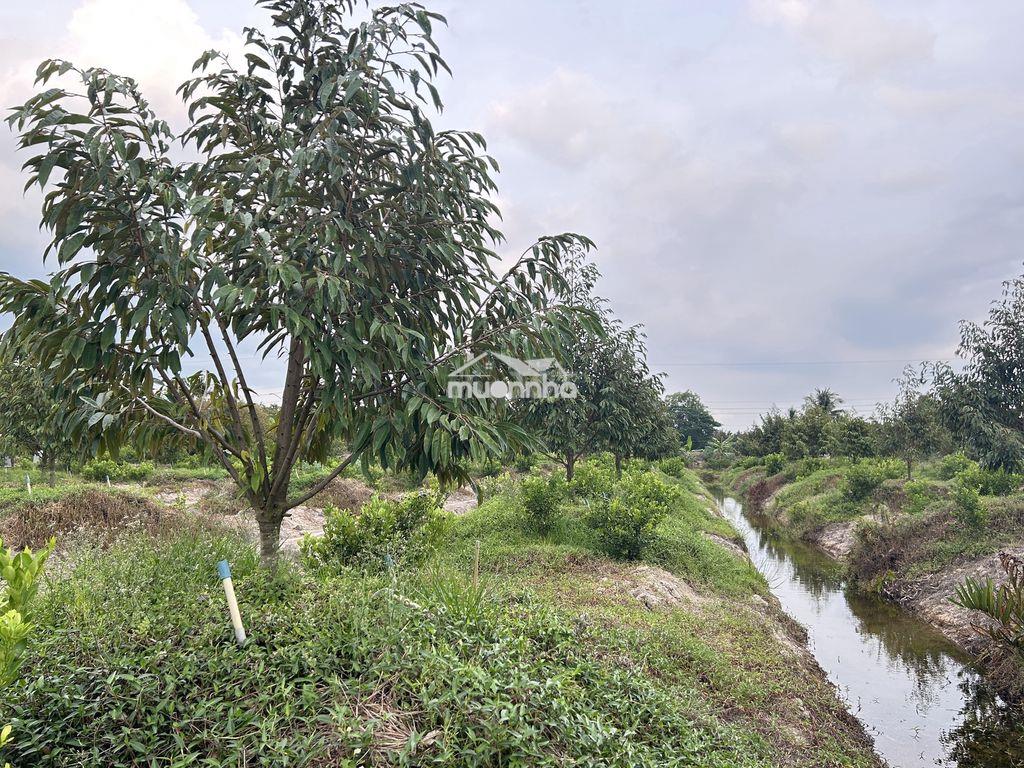 Cần bán gấp đất cln gần cầu cái lóc mỹ an mang thít - 3