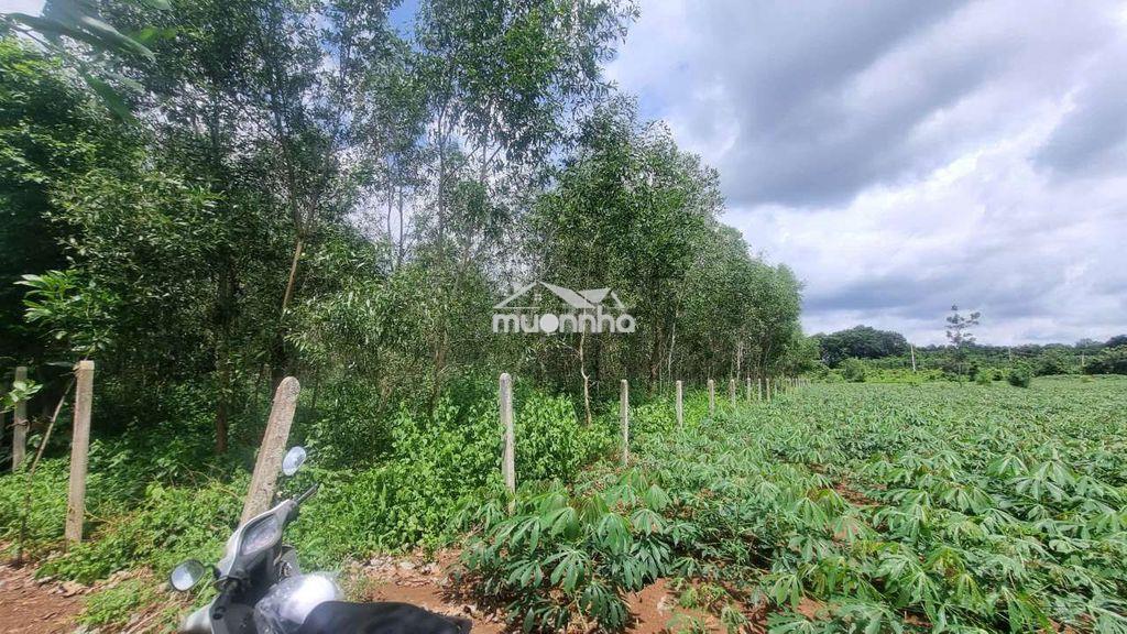 Bình giã, tphcm 2100m² mặt tiền 48m thênh thang, giá rẻ khu vực - 3