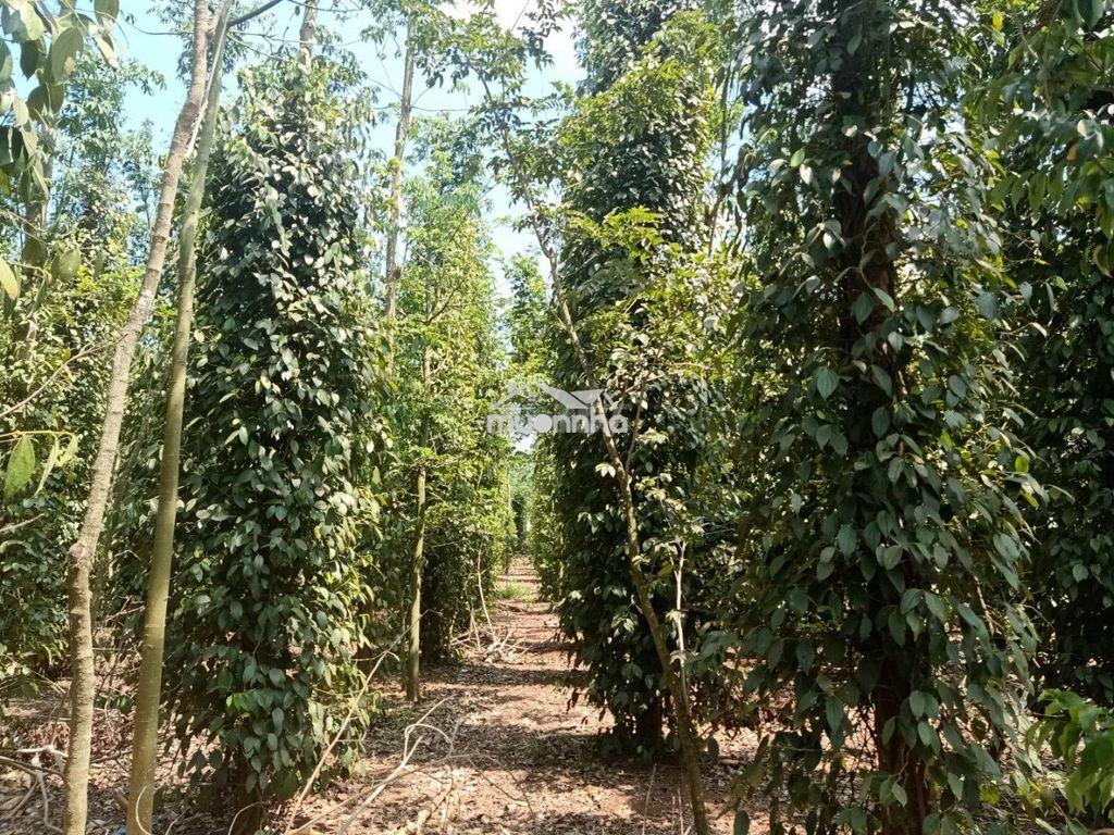850tr cho 1000m2 đất nông nghiệp có 1 phần thổ cư ngay tại cẩm mỹ - 3
