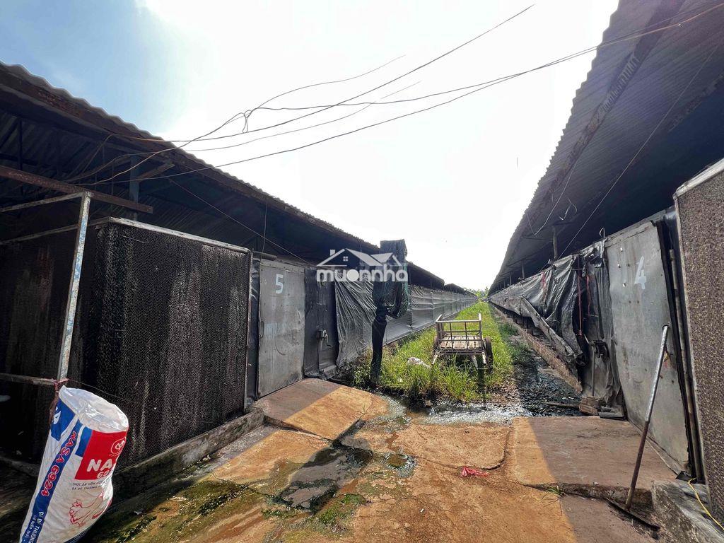 Cc bán đất trại gà - thanh bình - trảng bom , đồng nai - 4