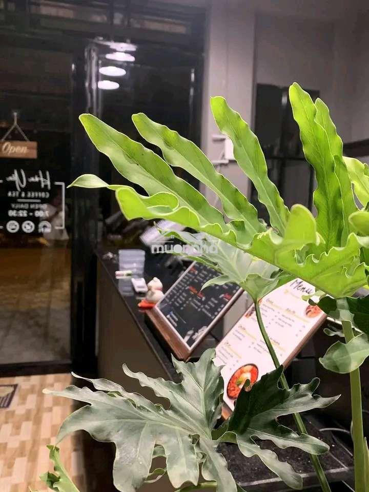 Cần sang gấp quán cà phê - 4