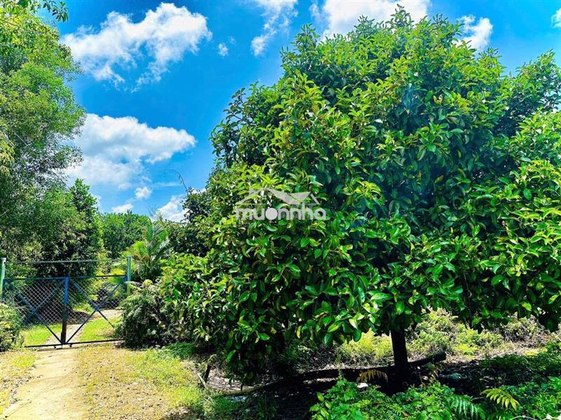 Bán đất đường dt 744 xã thanh tuyền, huyện dầu tiếng, bình dương