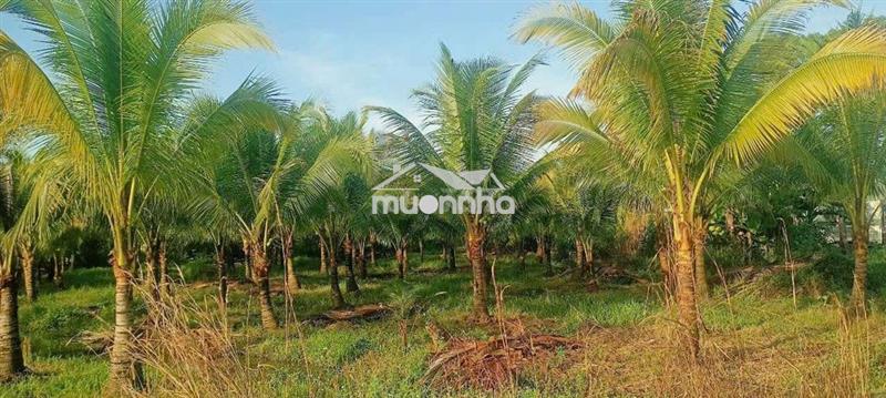 Đất gia đình cần bán mtiền đường nhựa nhà nước tại bàu hàm tp.đồng nai