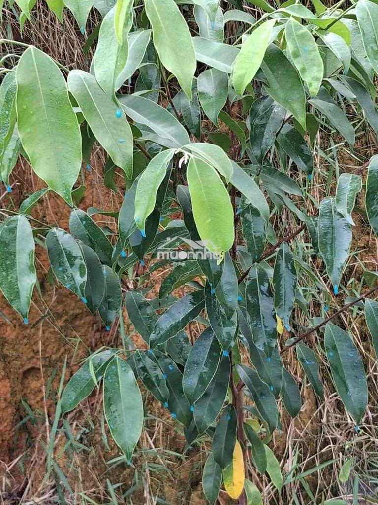 Bán nguyên quả đồi đã trồng cây trầm hương - 4