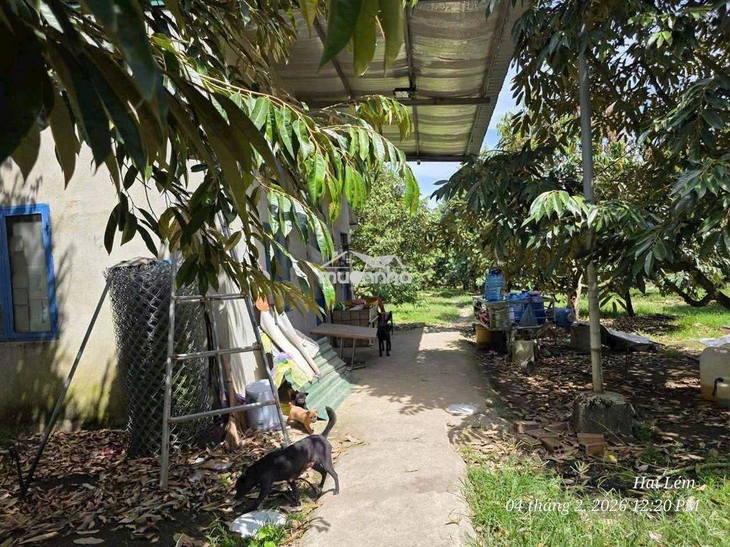 Bán đất vườn mặt tiền nhựa 600b, tân phú, đồng nai - 3
