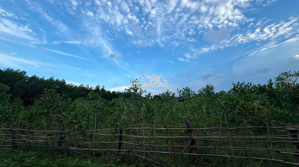 Đất ctln cần bán - 3