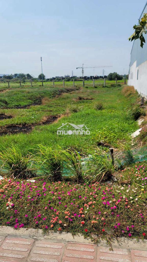 Đất mặt tiền đường 818 nhị thành thủ thừa - 3
