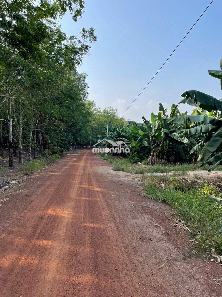 Đất cạnh khu công nghiệp ttc, tân hội, tân châu, tây ninh, 3ha cần bán