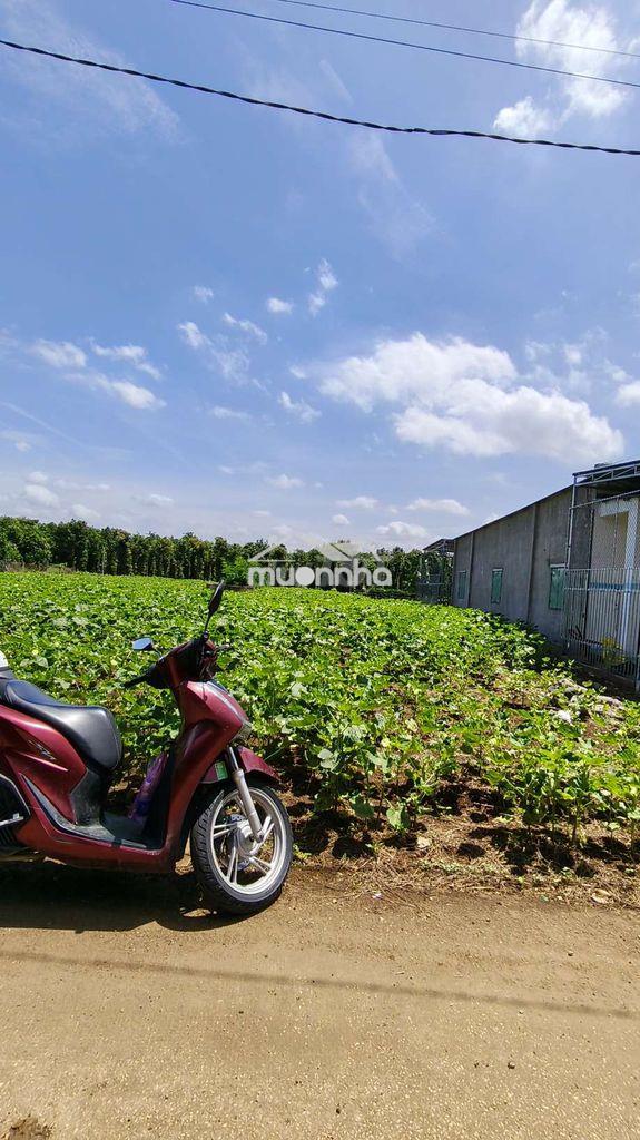 Chính chủ bán 1001m2 đất full hồng, mặt tiền bê tông xuân đông. hh 2% - 4