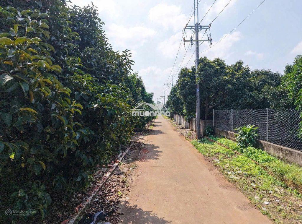 Chủ ngộp chỉ 775tr xả lô 125m²đường bê tông 7m tại trung tâm dầu giây - 3