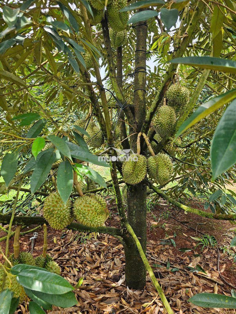 Mình chính chủ ngộp ngân hàng cần bán - 2