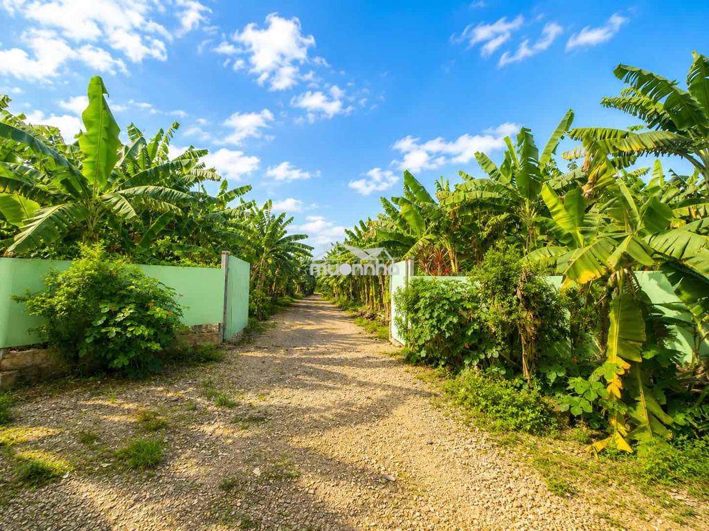 Đất làm trang trại, farmstay cách hcm 50 phút chỉ 598tr/1m2 - 2