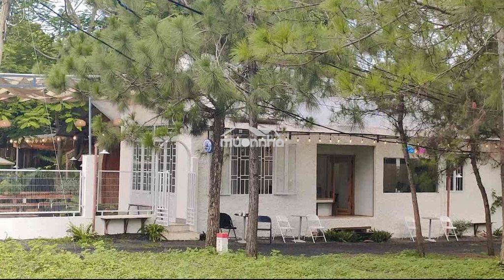 700m² mặt tiền 19/5 – đối diện rừng thông, giá chỉ 1 tỷ xxx! - 2