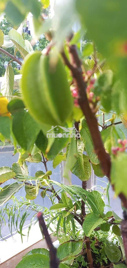 Cần bán gấp nhà - 2