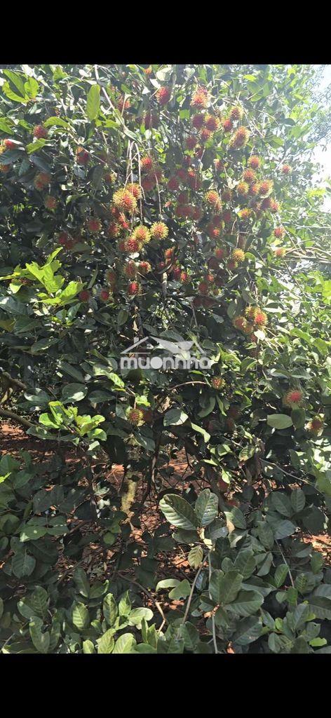 Đất vườn có thổ cư, vườn trái cây các loại