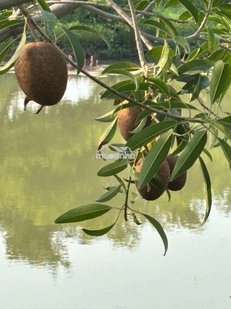 Bán khu vườn 14.700m² – 1.300 cây ăn trái – 5 ao - 3